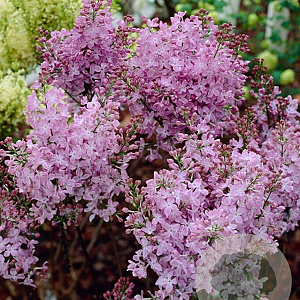 Syringa v. 'Maréchal Foch' 100-125 cm 15L struik