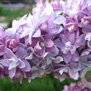 Syringa v. 'Niebo Moskwy' 200-250 cm draadkluit struik