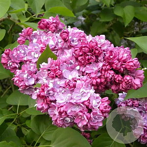 Syringa v. 'Princesse Sturdza' 250-300 cm draadkluit struik
