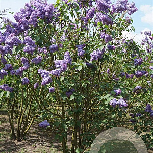 Syringa v. 'Réaumur' 200-250 cm draadkluit struik