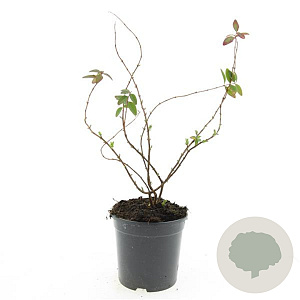 Hypericum kouytchense GM 1.5