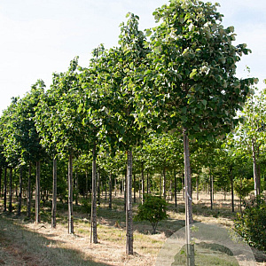 Tilia tomentosa 'Doornik' 10-12 HO draadkluit