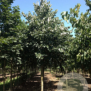 Tilia tomentosa 'Doornik' 25-30 HO draadkluit