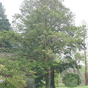 Tsuga chinensis 200-225 cm draadkluit solitair
