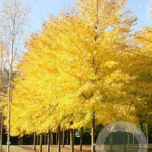 Ulmus 'Sapporo Autumn Gold' 350-400 cm draadkluit meerstammig op aanvraag