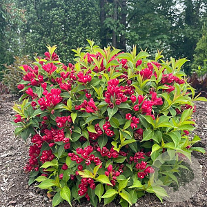 Weigela 'Slingco 1' 60-80 cm 40L struik
