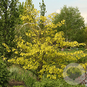 Cornus controversa 'Candlelight' 300-350 cm draadkluit struik