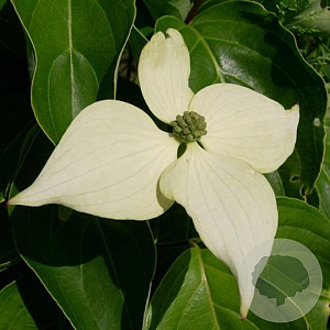Cornus k. 'John Slocock' 125-150 cm 20L struik