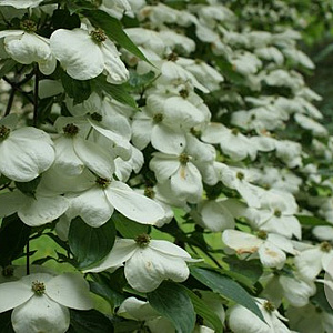 Cornus 'Rutcan' 400-450 cm draadkluit struik