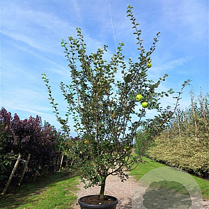 Cydonia o. 'Rea's Mammoth' 300-350 cm draadkluit struik