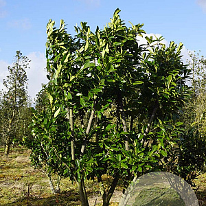 Prunus laurocerasus 175-200 cm draadkluit struik op Stam