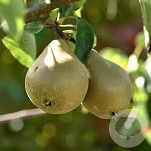 Pyrus c. Gråpäron 10-12 HO draadkluit