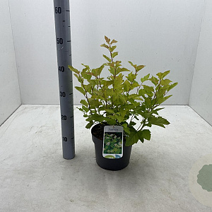 Physocarpus opulif. 'Nugget' 30-40 cm 3,0L