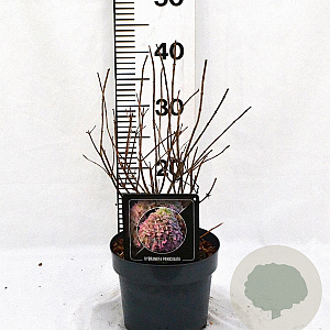 Hydrangea pan. Pixio 30-40 cm 3,0L