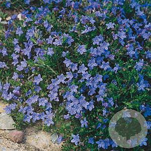 Lithodora d. 'Heavenly Blue' GM P9