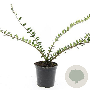 Lonicera pileata 'Purple Pearl' GM C1.3