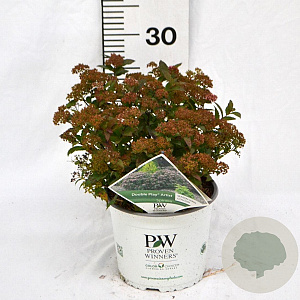 Spiraea jap. Double Play Artist 30-40 cm 3,0L