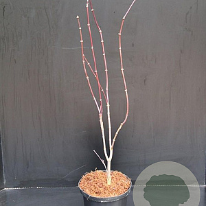 Acer pal. 'Bloodgood' 40-50 cm 5,0L