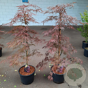 Acer pal. 'Garnet' 100-125 cm 12L