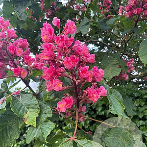 Aesculus carnea 'Briotii' 10-12 HO draadkluit