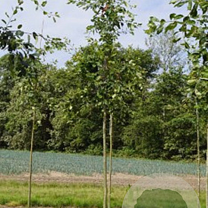 Amelanchier lamarckii 10-12 HO draadkluit