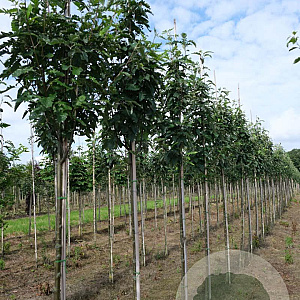 Sorbus thur. 'Fastigiata' 10-12 HO draadkluit