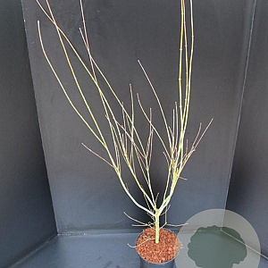 Acer pal. 'Seiryu' 80-100 cm 5,0L