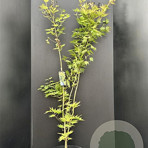 Acer shirasawanum 'Jordan' 125-150 cm 10L