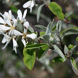 Amelanchier ovalis 100-125 cm 10L
