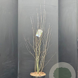 Amelanchier ovalis 125-150 cm 15L