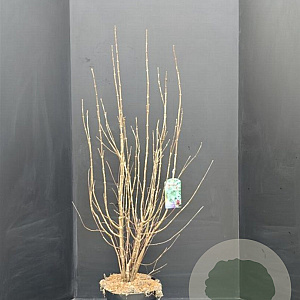 Calycanthus floridus 100-125 cm 10L