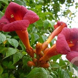 Campsis radicans 175-200 cm 7,5L