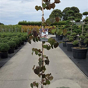 Cercis can. 'Ruby Falls' 175-200 cm 20L