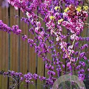 Cercis chinensis 60-80 cm 7,5L
