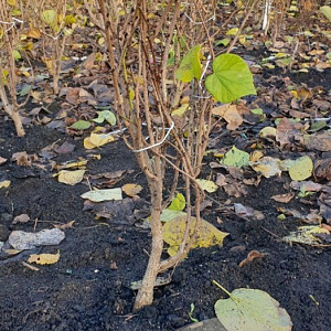 Cercis chinensis 'Avondale' 60-80 cm met kluit