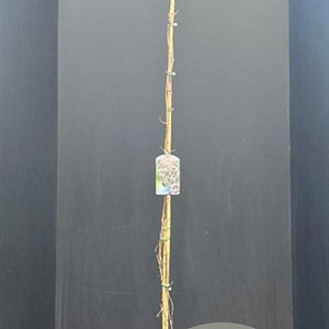 Clematis 'Fragrant Spring' 175-200 cm 7,5L