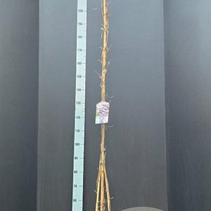 Clematis 'Mayleen' 175-200 cm 7,5L