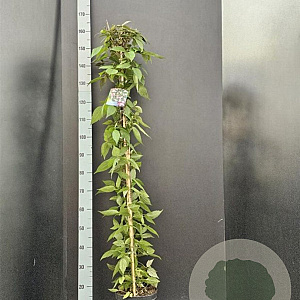 Clematis 'Tetrarose' 175-200 cm 7,5L