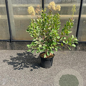 Cotinus coggygria 60-80 cm 7,5L