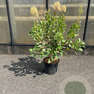 Cotinus coggygria 60-80 cm 7,5L