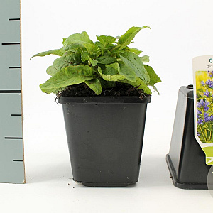 Campanula glom. 'Acaulis' GM P9