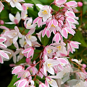 Deutzia Yuki Cherry Blossom 50-60 cm 7,5L