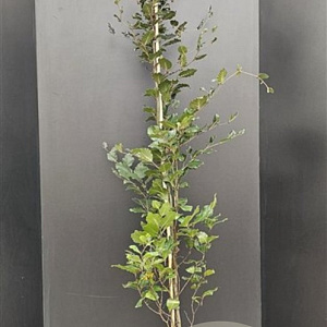 Fagus syl. 'Dawyck Purple' 175-200 cm 12L