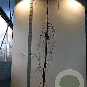 Fagus syl. 'Purple Fountain' 150-175 cm met kluit