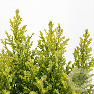 Chamaecyparis l. 'Ellw. Gold' 30-40 cm 3,0L