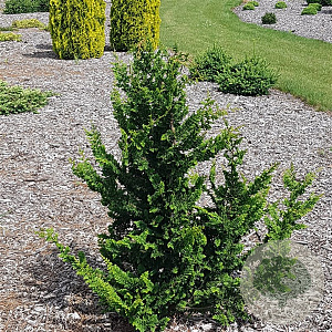 Chamaecyparis p. 'Teddy Bear' 20-25 cm 3,0L
