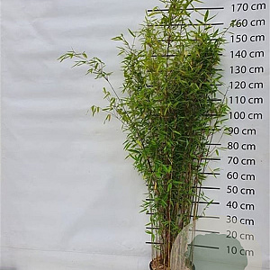 Fargesia 'Winter Joy' 150-175 cm 15L