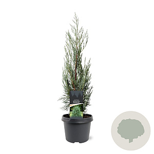 Juniperus s. 'Moonglow' 40-50 cm 3,0L