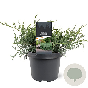 Juniperus virg. 'Grey Owl' 25-30 cm 3,5L
