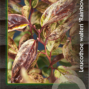 Leucothoe walteri 'Rainbow' 30-40 cm 2,0L